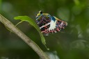 170403_gopeng_40.jpg