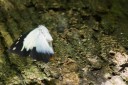 170403_gopeng_43.jpg