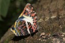 170403_gopeng_53.jpg