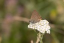 Filename=180609_bg_aldomirovtsi_marsh_035.jpg
Filesize=324KiB
Dimensions=1920x1280
Date added=Jun 25, 2018 180609_bg_aldomirovtsi_marsh_035.jpg