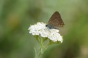 Filename=180609_bg_aldomirovtsi_marsh_037.jpg
Filesize=347KiB
Dimensions=1920x1280
Date added=Jun 25, 2018 180609_bg_aldomirovtsi_marsh_037.jpg