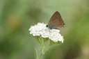 Filename=180609_bg_aldomirovtsi_marsh_038.jpg
Filesize=336KiB
Dimensions=1920x1280
Date added=Jun 25, 2018 180609_bg_aldomirovtsi_marsh_038.jpg