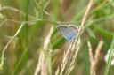 Filename=180609_bg_aldomirovtsi_marsh_040.jpg
Filesize=414KiB
Dimensions=1920x1280
Date added=Jun 25, 2018 180609_bg_aldomirovtsi_marsh_040.jpg