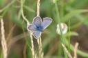 Filename=180609_bg_aldomirovtsi_marsh_043.jpg
Filesize=386KiB
Dimensions=1920x1280
Date added=Jun 25, 2018 180609_bg_aldomirovtsi_marsh_043.jpg