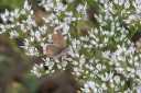 Filename=180609_bg_aldomirovtsi_marsh_044.jpg
Filesize=483KiB
Dimensions=1920x1280
Date added=Jun 25, 2018 180609_bg_aldomirovtsi_marsh_044.jpg
