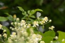 Filename=180609_bg_aldomirovtsi_marsh_053.jpg
Filesize=403KiB
Dimensions=1920x1280
Date added=Jun 25, 2018 180609_bg_aldomirovtsi_marsh_053.jpg