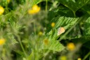 180610_bg_gubesh_komshtitsa_005.jpg
