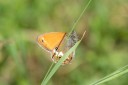 Filename=180610_bg_gubesh_komshtitsa_048.jpg
Filesize=304KiB
Dimensions=1920x1280
Date added=Jul 20, 2018 180610_bg_gubesh_komshtitsa_048.jpg