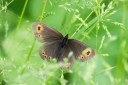 Filename=180610_bg_gubesh_komshtitsa_065.jpg
Filesize=476KiB
Dimensions=1920x1280
Date added=Jul 20, 2018 180610_bg_gubesh_komshtitsa_065.jpg