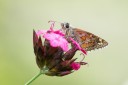 Filename=180610_bg_gubesh_komshtitsa_097.jpg
Filesize=330KiB
Dimensions=1920x1280
Date added=Jul 20, 2018 180610_bg_gubesh_komshtitsa_097.jpg