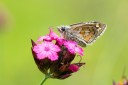 Filename=180610_bg_gubesh_komshtitsa_098.jpg
Filesize=359KiB
Dimensions=1920x1280
Date added=Jul 20, 2018 180610_bg_gubesh_komshtitsa_098.jpg