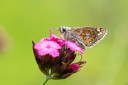 Filename=180610_bg_gubesh_komshtitsa_100.jpg
Filesize=371KiB
Dimensions=1920x1280
Date added=Jul 20, 2018 180610_bg_gubesh_komshtitsa_100.jpg