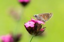 Filename=180610_bg_gubesh_komshtitsa_101.jpg
Filesize=332KiB
Dimensions=1920x1280
Date added=Jul 20, 2018 180610_bg_gubesh_komshtitsa_101.jpg