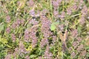180611_bg_cheapanhill_008.jpg