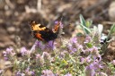 180611_bg_cheapanhill_039.jpg