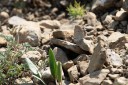 Filename=180611_bg_cheapanhill_069.jpg
Filesize=545KiB
Dimensions=1920x1280
Date added=Dec 31, 2018 180611_bg_cheapanhill_069.jpg