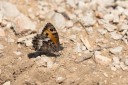 180611_bg_cheapanhill_098.jpg