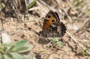 180611_bg_cheapanhill_099.jpg