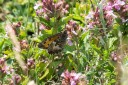 180611_bg_cheapanhill_113.jpg