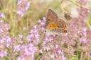 Filename=180611_bg_ponor_018.jpg
Filesize=438KiB
Dimensions=1920x1280
Date added=Dec 31, 2018 180611_bg_ponor_018.jpg