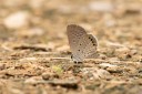 Filename=181215_th_chiangdao_66.jpg
Filesize=600KiB
Dimensions=1920x1280
Date added=Dec 26, 2018 181215_th_chiangdao_66.jpg
