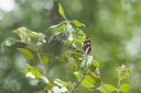 Filename=190119_aus_coottha_013.jpg
Filesize=732KiB
Dimensions=1920x1280
Date added=Mar 06, 2019 190119_aus_coottha_013.jpg