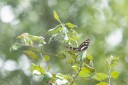 Filename=190119_aus_coottha_014.jpg
Filesize=644KiB
Dimensions=1920x1280
Date added=Mar 06, 2019 190119_aus_coottha_014.jpg
