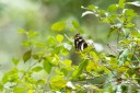 Filename=190119_aus_coottha_020.jpg
Filesize=643KiB
Dimensions=1920x1280
Date added=Feb 26, 2019 190119_aus_coottha_020.jpg