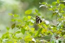 Filename=190119_aus_coottha_021.jpg
Filesize=642KiB
Dimensions=1920x1280
Date added=Feb 26, 2019 190119_aus_coottha_021.jpg