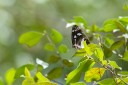 Filename=190119_aus_coottha_022.jpg
Filesize=511KiB
Dimensions=1920x1280
Date added=Feb 26, 2019 190119_aus_coottha_022.jpg
