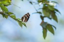 Filename=190119_aus_coottha_024.jpg
Filesize=341KiB
Dimensions=1920x1280
Date added=Feb 26, 2019 190119_aus_coottha_024.jpg