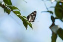 Filename=190119_aus_coottha_025.jpg
Filesize=373KiB
Dimensions=1920x1280
Date added=Feb 26, 2019 190119_aus_coottha_025.jpg