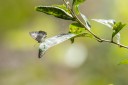 Filename=190119_aus_coottha_031.jpg
Filesize=384KiB
Dimensions=1920x1280
Date added=Feb 27, 2019 190119_aus_coottha_031.jpg
