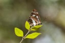 Filename=190119_aus_coottha_034.jpg
Filesize=479KiB
Dimensions=1920x1280
Date added=Feb 26, 2019 190119_aus_coottha_034.jpg