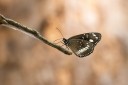 Filename=190119_aus_coottha_047.jpg
Filesize=478KiB
Dimensions=1920x1280
Date added=Feb 27, 2019 190119_aus_coottha_047.jpg