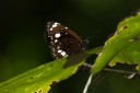 Filename=190119_aus_coottha_053.jpg
Filesize=372KiB
Dimensions=1920x1280
Date added=Feb 27, 2019 190119_aus_coottha_053.jpg