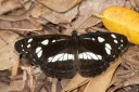 Filename=190119_aus_coottha_055.jpg
Filesize=844KiB
Dimensions=1920x1280
Date added=Feb 26, 2019 190119_aus_coottha_055.jpg