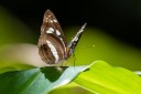 Filename=190119_aus_coottha_056.jpg
Filesize=440KiB
Dimensions=1920x1280
Date added=Feb 26, 2019 190119_aus_coottha_056.jpg