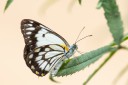 Filename=190120_aus_bribie_011.jpg
Filesize=342KiB
Dimensions=1920x1280
Date added=Feb 26, 2019 190120_aus_bribie_011.jpg