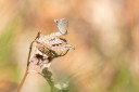Filename=190120_aus_crohamhurst_001.jpg
Filesize=461KiB
Dimensions=1920x1280
Date added=Feb 27, 2019 190120_aus_crohamhurst_001.jpg