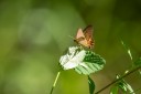 Filename=190120_aus_noosa_013.jpg
Filesize=418KiB
Dimensions=1920x1280
Date added=Feb 27, 2019 190120_aus_noosa_013.jpg