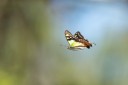 Filename=190123_aus_kronbittops_010.jpg
Filesize=521KiB
Dimensions=1920x1280
Date added=Feb 24, 2019 190123_aus_kronbittops_010.jpg