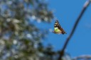 Filename=190123_aus_kronbittops_011.jpg
Filesize=500KiB
Dimensions=1920x1280
Date added=Feb 24, 2019 190123_aus_kronbittops_011.jpg