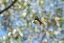 Filename=190123_aus_kronbittops_012.jpg
Filesize=629KiB
Dimensions=1920x1280
Date added=Feb 24, 2019 190123_aus_kronbittops_012.jpg