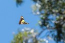 Filename=190123_aus_kronbittops_013.jpg
Filesize=637KiB
Dimensions=1920x1280
Date added=Feb 24, 2019 190123_aus_kronbittops_013.jpg