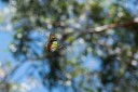 Filename=190123_aus_kronbittops_014.jpg
Filesize=648KiB
Dimensions=1920x1280
Date added=Feb 24, 2019 190123_aus_kronbittops_014.jpg