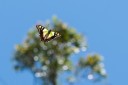 Filename=190123_aus_kronbittops_016.jpg
Filesize=537KiB
Dimensions=1920x1280
Date added=Feb 24, 2019 190123_aus_kronbittops_016.jpg