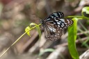 Filename=190123_aus_kronbittops_017.jpg
Filesize=507KiB
Dimensions=1920x1280
Date added=Feb 24, 2019 190123_aus_kronbittops_017.jpg