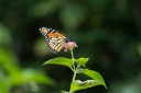 Filename=190125_aus_bulburin_005.jpg
Filesize=433KiB
Dimensions=1920x1280
Date added=Mar 06, 2019 190125_aus_bulburin_005.jpg