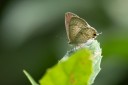 Filename=190125_aus_bulburin_008.jpg
Filesize=395KiB
Dimensions=1920x1280
Date added=Feb 19, 2019 190125_aus_bulburin_008.jpg